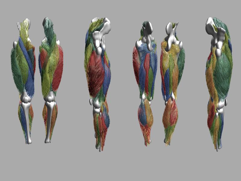 Whole leg 3D fiber tractography of all muscles segmented using a CNN UNET.